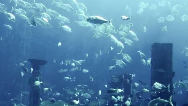 Mundo subaquático — Vídeo de Stock