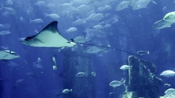 Manta ray floating underwater among other fish — Stock Video
