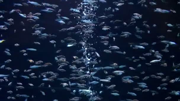 Poissons tropicaux sous-marins — Video