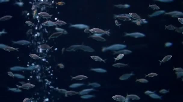 Tropiska fiskar under vattnet — Stockvideo