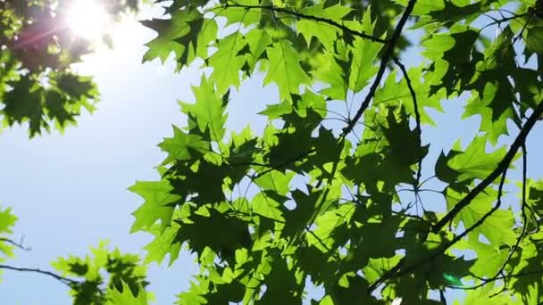 Grüne Blätter gegen den Himmel — Stockvideo