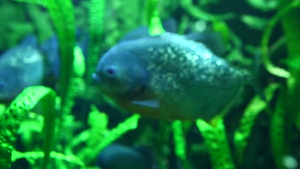 Piranha in tropical river — Stock Video