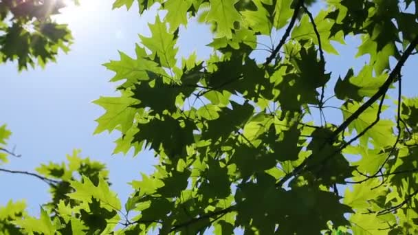 Färska gröna blad — Stockvideo