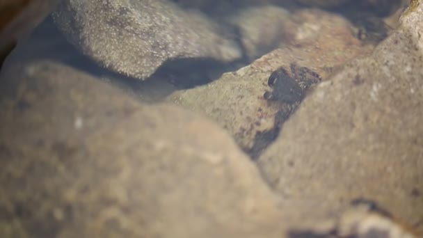 Crabs under water — Stock Video