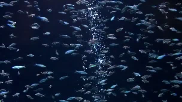Pesci tropicali sott'acqua — Video Stock