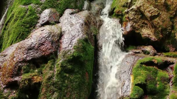 Ruscello d'acqua dolce con cascata nella foresta di montagna — Video Stock