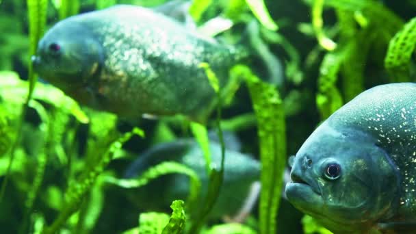 Tropikal River'da Piranha — Stok video