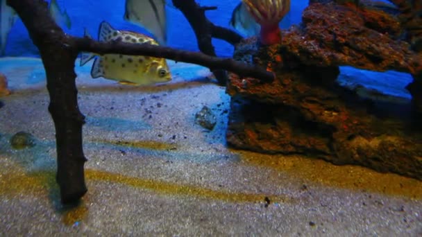 Тропическая рыба на коралловом рифе — стоковое видео
