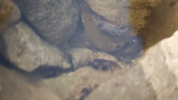Krabben onder water — Stockvideo