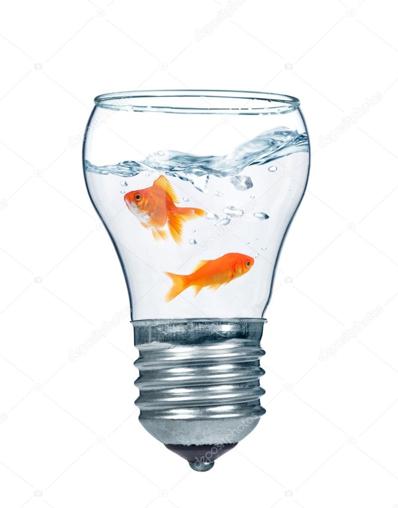 Gold fishes in bulb