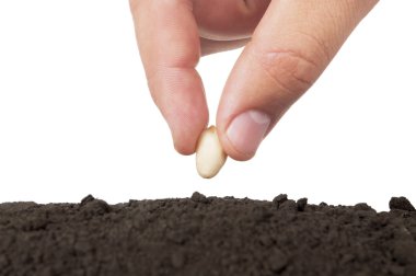 Seed In Hand clipart
