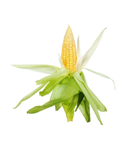 Ear of Corn isolated on a white background — Stock Photo, Image