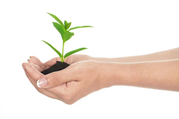 Sosteniendo una planta entre manos en blanco — Foto de Stock