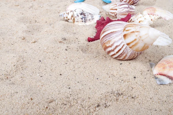 Піщані та морські мушлі ізольовані — стокове фото