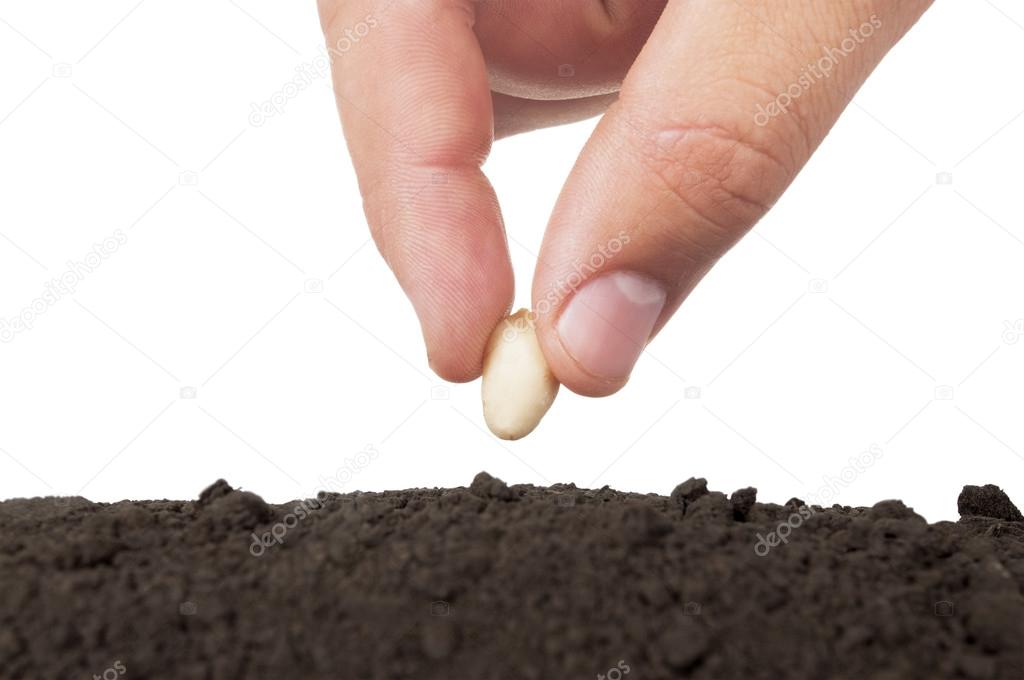 Hand planting seed in soil