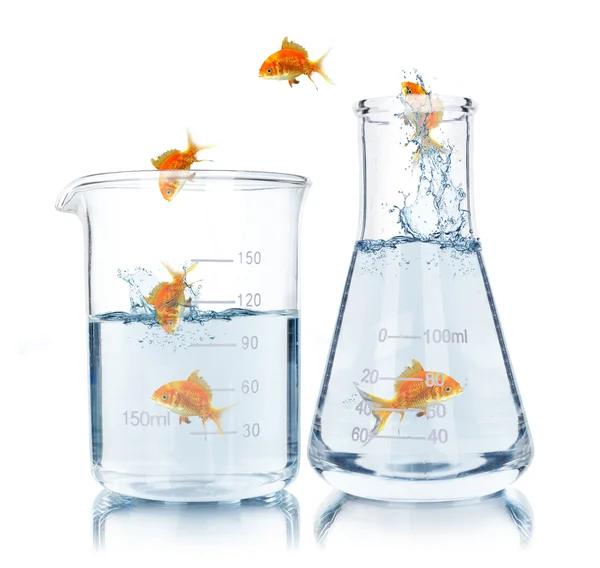 Test flasks with goldfish — Stock Photo, Image