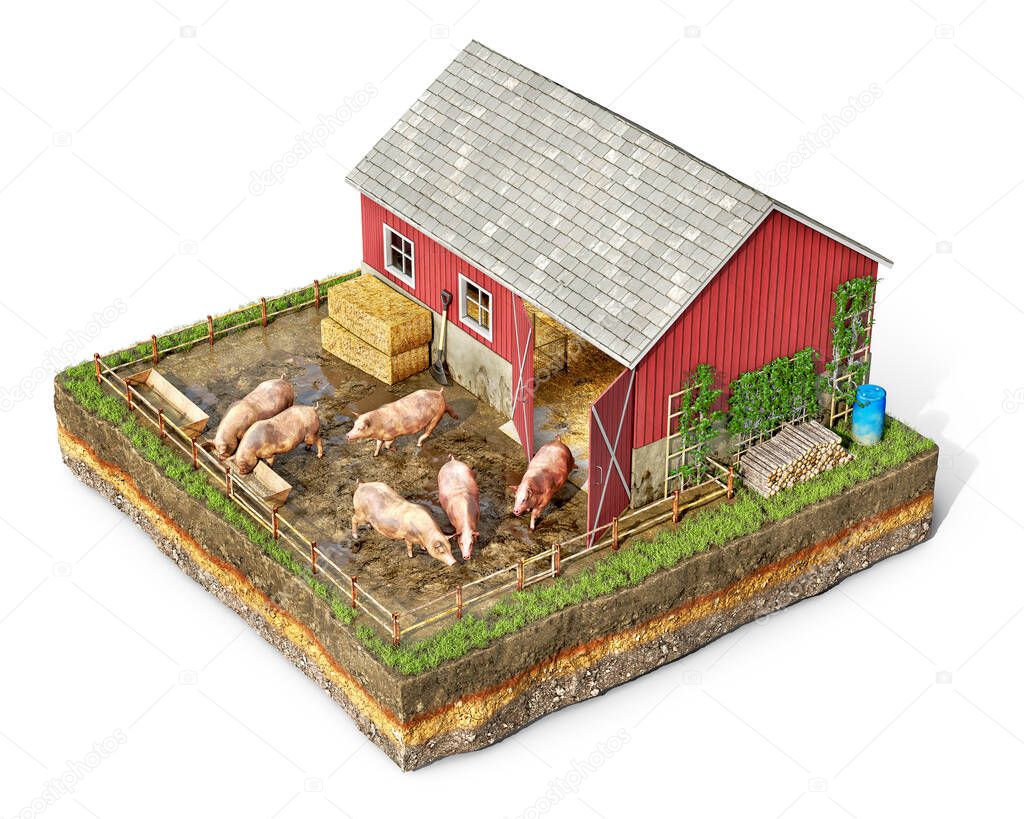 Livestock concept, pig farm with animals on yard, on a piece of ground, isolated on white background, 3d illustration