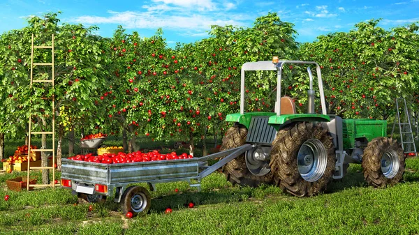 Fruit Picking Process Tractor Trailer Full Apples Fruit Garden Blue — Stock Photo, Image