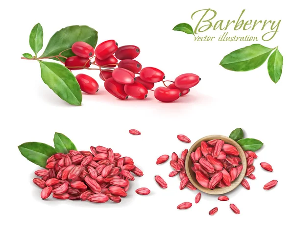 Set Ripe Barberry Dried Barberry Vector Illustration — Stock Vector