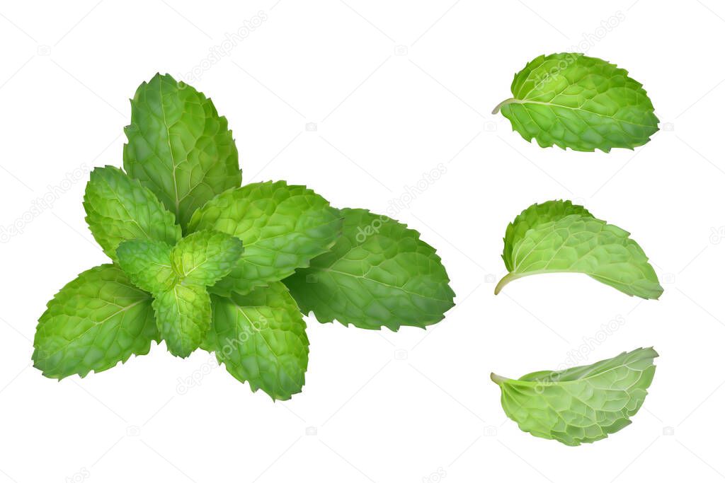 Set mint leaves. Vector illustration.