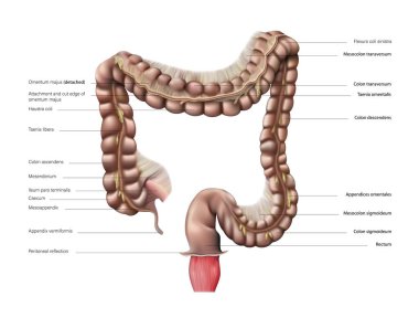 Beyaz arka planda insan kalın bağırsağının anatomisi. Vektör 3 boyutlu illüstrasyon