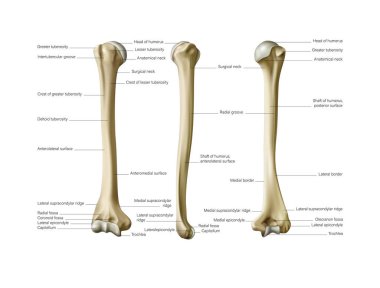 İnsan anatomisi. Beyaz bir arka planda kol ve kol. Vektör 3 boyutlu illüstrasyon