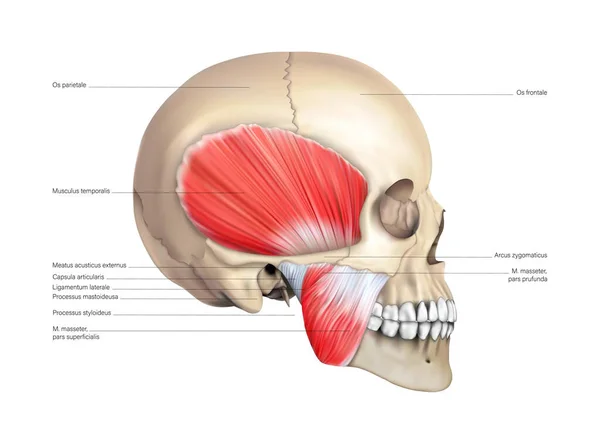Система Мышц Челюсти Черепе Человека Векторная Иллюстрация — стоковый вектор