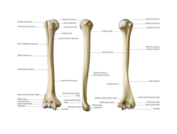 Mänsklig Anatomi Humerus Och Underarm Vit Bakgrund Vektor Illustration — Stock vektor