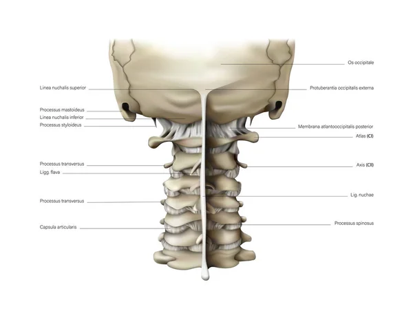 Columna Cervical Una Persona Sobre Fondo Blanco Ilustración Vectorial — Vector de stock