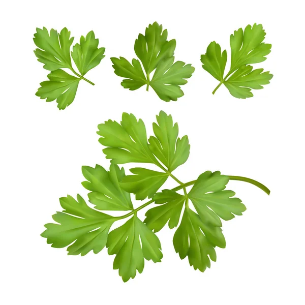 Parsley Isolated Vector Illustration — Stock Vector