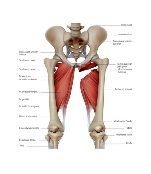 Анатомия Структура Мышц Человеческой Ноги Векторная Иллюстрация — стоковый вектор