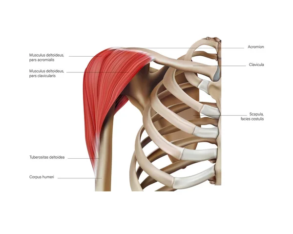 Anatomia Posizione Dei Muscoli Della Spalla Uno Sfondo Bianco Illustrazione — Vettoriale Stock