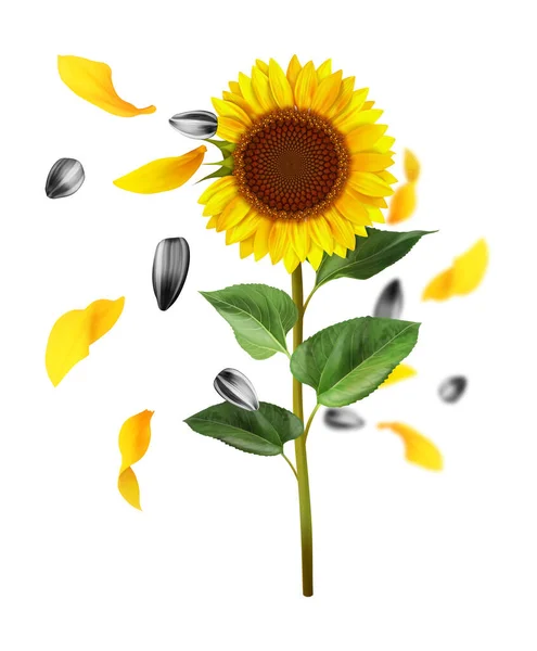 Sonnenblumenkomposition Mit Samen Vektor Illustration Isoliert Auf Weißem Hintergrund — Stockvektor