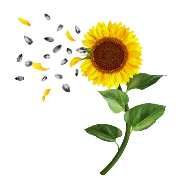 Sonnenblume Mit Grünen Blättern Und Samen Vektorillustration — Stockvektor