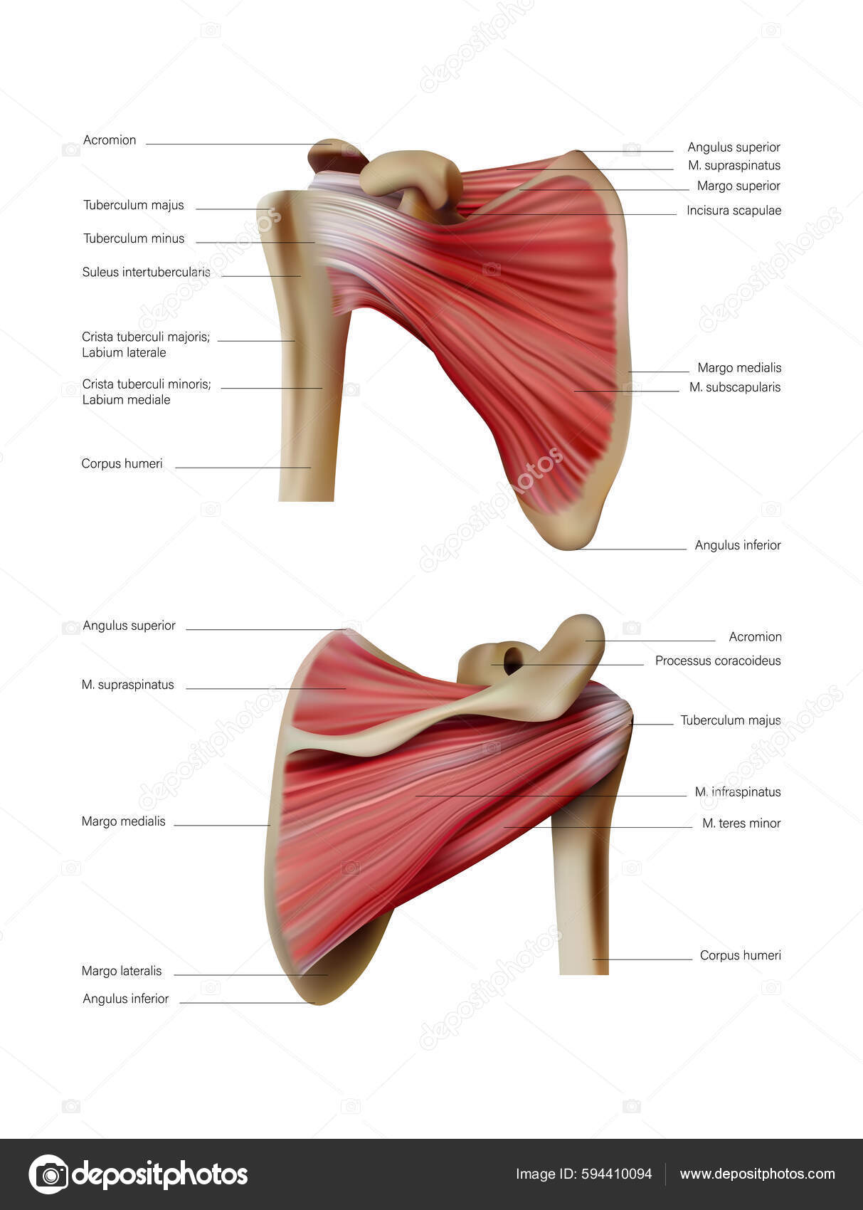 Anatomy Location Human Muscles Shoulder Blades Back Vector Illustration  stockvektor © urfingus #594410094, image size:1213x1700