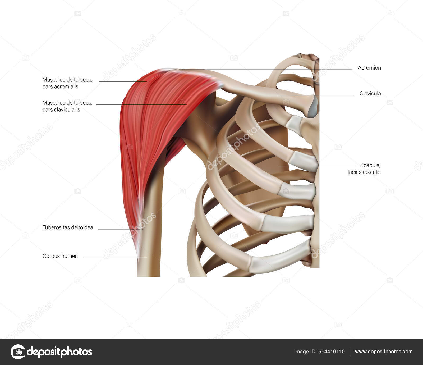 Anatomia Localização Dos Músculos Ombro Sobre Fundo Branco Ilustração  Vetorial Vetor de ©urfingus 594410110, image size:1600x1380
