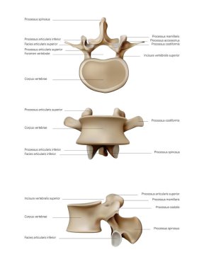 İnsan omurgasındaki disklerin anatomisi ve yapısı. Vektör 3 boyutlu illüstrasyon