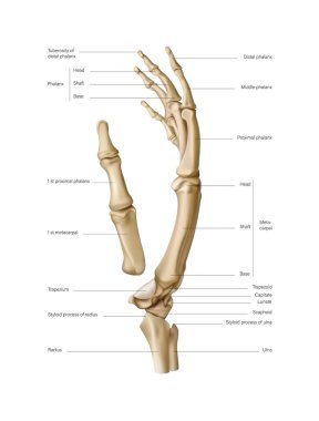 Anatomy and structure of the bones of the human palm. Finger phalanges. Vector 3D illustration