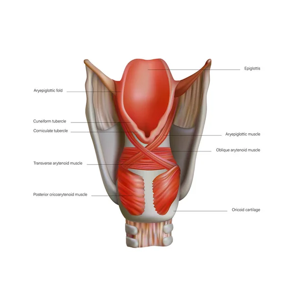 Anatomy Structure Internal Muscles Human Larynx Vector Illustration — Archivo Imágenes Vectoriales