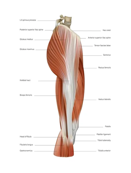 Grupo Músculos Del Muslo Humano Estructura Sobre Fondo Blanco Ilustración — Archivo Imágenes Vectoriales