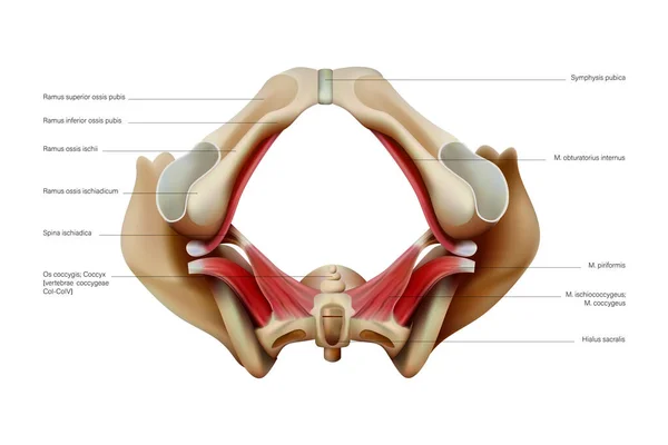 人骨盆底的解剖和结构呈白色背景 矢量3D插图 — 图库矢量图片