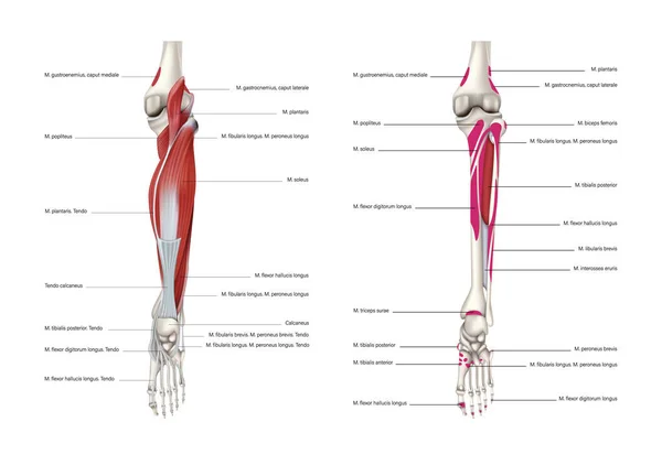 Lugares Origem Fixação Grupo Muscular Posterior Superfície Dos Ossos Perna —  Vetores de Stock