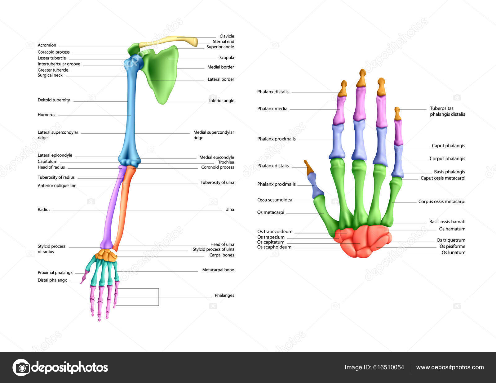 Diagrama Estructura Los Huesos Una Mano Humana Sobre Fondo Blanco Vector de  stock #616510054 de ©urfingus, image size:1600x1235