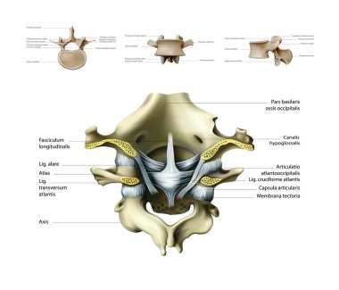 Servikal vertebra ve oksipital kemik bağları ve eklemleri. Arkadan bak. Vektör illüstrasyonu