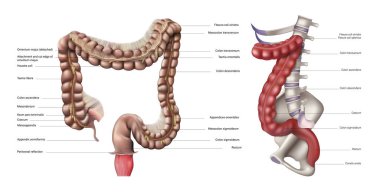 Beyaz arka planda insan kalın bağırsağının anatomisi ve yapısı. Vektör 3 boyutlu illüstrasyon