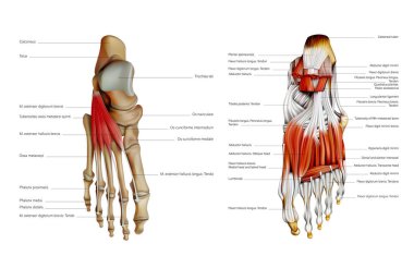 İnsan ayağının anatomisi orta ve orta plantar kaslarıdır. Vektör 3 boyutlu illüstrasyon