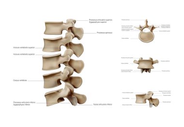 Servikal vertebra ve oksipital kemik bağları ve eklemleri. Arkadan bak. Vektör illüstrasyonu