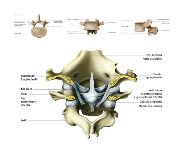 Ligamentos Articulaciones Vértebra Cervical Del Hueso Occipital Vista Trasera Ilustración — Vector de stock