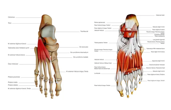 Anatomy Human Foot Medial Middle Plantar Muscles Vector Illustration — Stock Vector