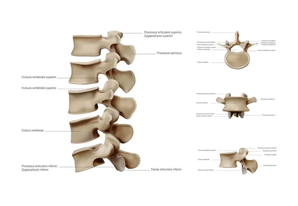 Ligamentos Articulações Das Vértebras Cervicais Osso Occipital Vista Traseira Ilustração —  Vetores de Stock